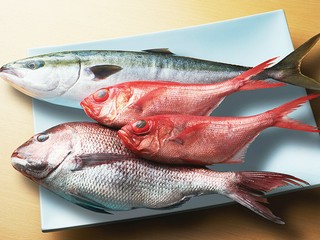 千葉県産の朝獲れ鮮魚