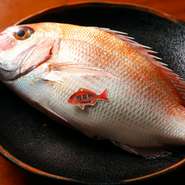 本物の明石の魚は、新鮮さだけでなく「活け越し」「神経〆」といった伝統的な技法によって最高の状態に。こだわり抜かれた素材を最大限に活かしたお料理の数々が堪能できます。