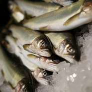 頭から尻尾まで、鮎の全てを使いこなした一皿。皮はパリッと、肝の苦味も良いアクセント。