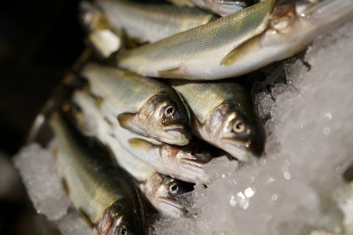 鮎のクルスティアン 胡瓜と生姜のコンディメント 6月順下旬～8月