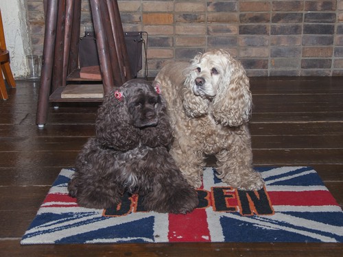 ドッグカフェの認可を受けているので触れ合いができます