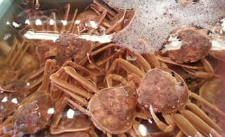 【冬】11月12月 香箱蟹