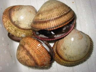 【春~初夏・5月】七尾の天然トリ貝