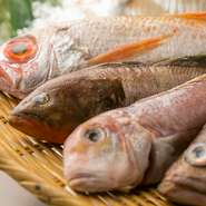 玄界灘などの漁港から直接買い付けしているので、普通に東京にこない珍しい白身魚なども入ります。「新しい魚の美味しさとの出会い」を多くの人にお届けします！