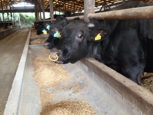 脂がくどくなく、まるで食物繊維のようにあっさりした「尾崎牛」