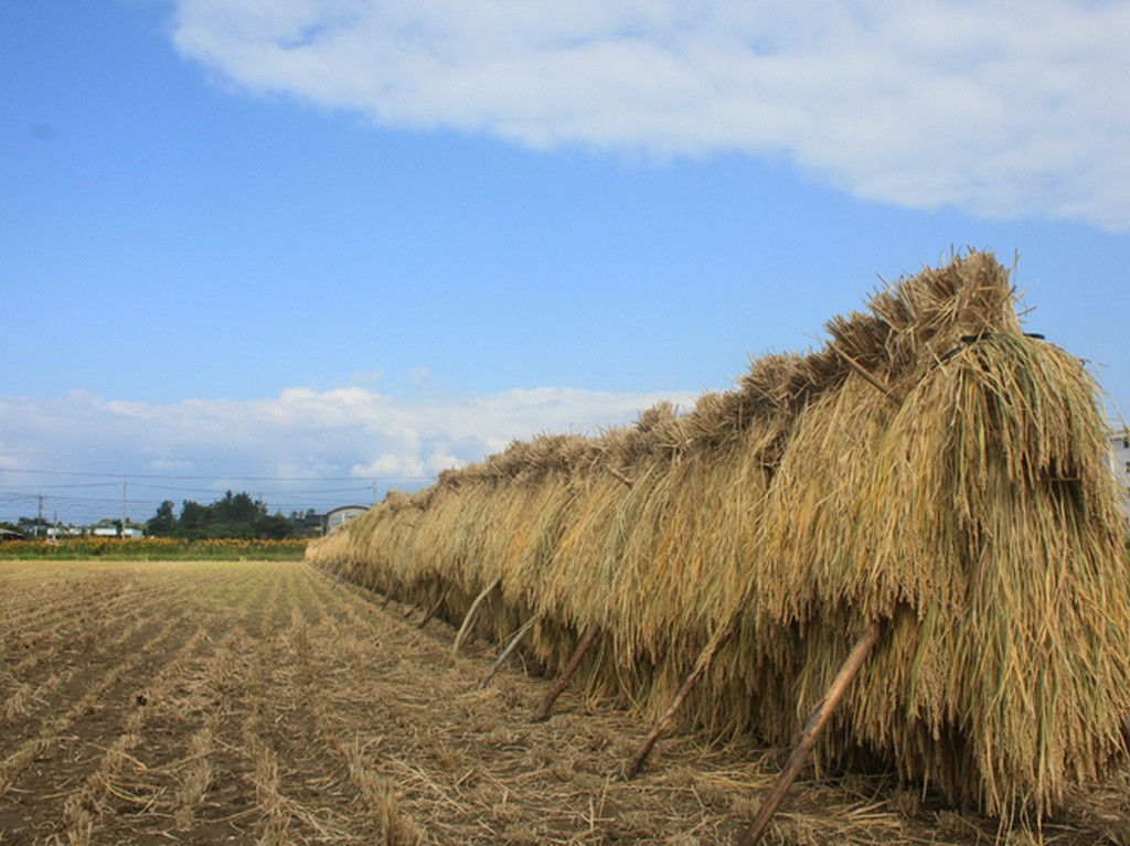 自家栽培のお米始めました