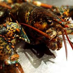 オマールフェスタ開催中！