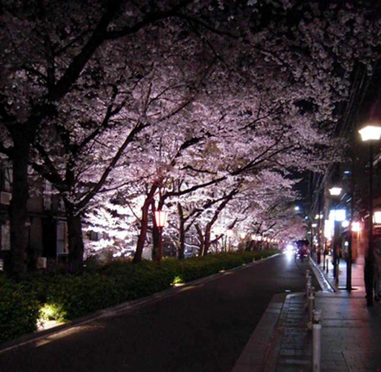 木屋町通りの夜桜を見ながらお食事できます！