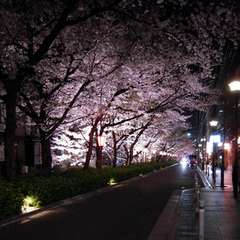 木屋町通りの夜桜を見ながらお食事できます！