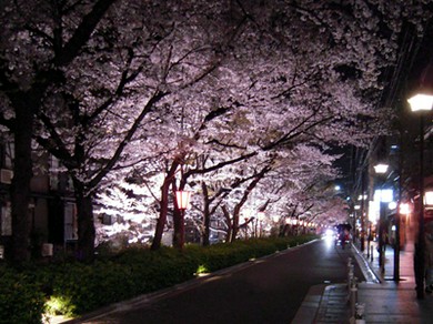 木屋町通りの夜桜を見ながらお食事できます！