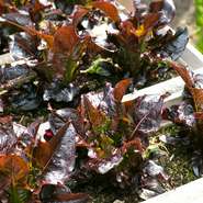 菜の花、インゲン、チェリートマト、ナスなど、屋上菜園で育てた野菜は新鮮そのもの。ここで採れた野菜のほか、料理には契約農家から直送される野菜も使っていますが、こちらも引けを取らないおいしさです。