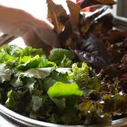 屋上に菜園をつくったのは、自分の料理に新鮮な旬野菜が欠かせないから。フレンチといえば肉や魚を「ソースと一緒に食べる」イメージがありますが、うちの店では「野菜と一緒に食べる」という考え方。ぜひご賞味を。