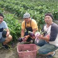 なす　（南幌町　岩崎農園）