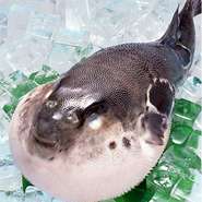専門店とは一味違ったふぐ料理をお楽しみいただけます。 
 ※仕入により一部コース内容が変動いたします
 ※～3月上旬まで