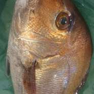 旬や鮮度にこだわり、厳選した業者さんから仕入れてます(^-^)
目利きのプロが選ぶ鮮魚だから安心安全！