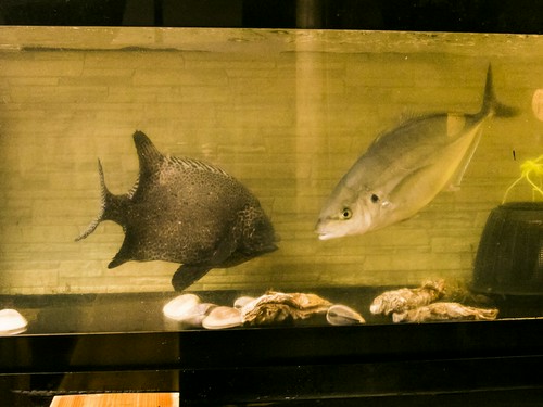 店内に置かれた生簀にはその日仕入れた新鮮な魚が元気よく