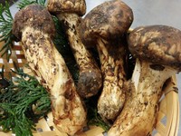 おすすめは9月上旬。短い季節の松茸料理をご賞味ください。

