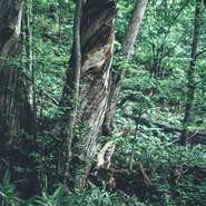 【コートドール】は、東京の三田にある斉須シェフの名店と姉妹関係にあります。ですが、そう言ったお店のストーリーはお客様には関係がありません。だからこそ、自分の料理はおいしいが一番大切だと思っています。