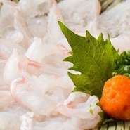 天然の環境で育ったトラフグは、引き締まった肉質で食感がよく、コクがあり、味わい豊かです。フグ刺しやフグちりでは、その繊細な味が引き立ち、余韻まで満喫できます。（12～3月限定のコース）
