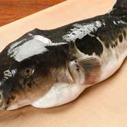 ふぐ、と言っても様々な種類があるわけで、厚生労働省が食用と認めているのだけでも22種類あります。当店が扱うのは、旬を迎え2.5～3キロのサイズの天然のとらふぐのみ。旬を外した6～8月は営業もしておりません。