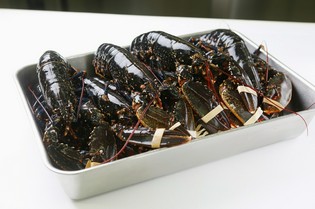 ヨーロッパから直送されるこだわりの「オマール海老」