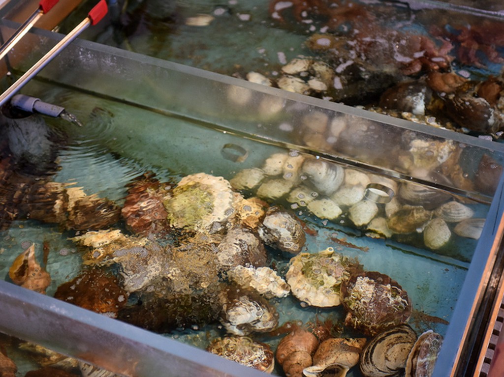ホタテにホッキ貝、ツブ貝など、北海の海の幸も粒揃い