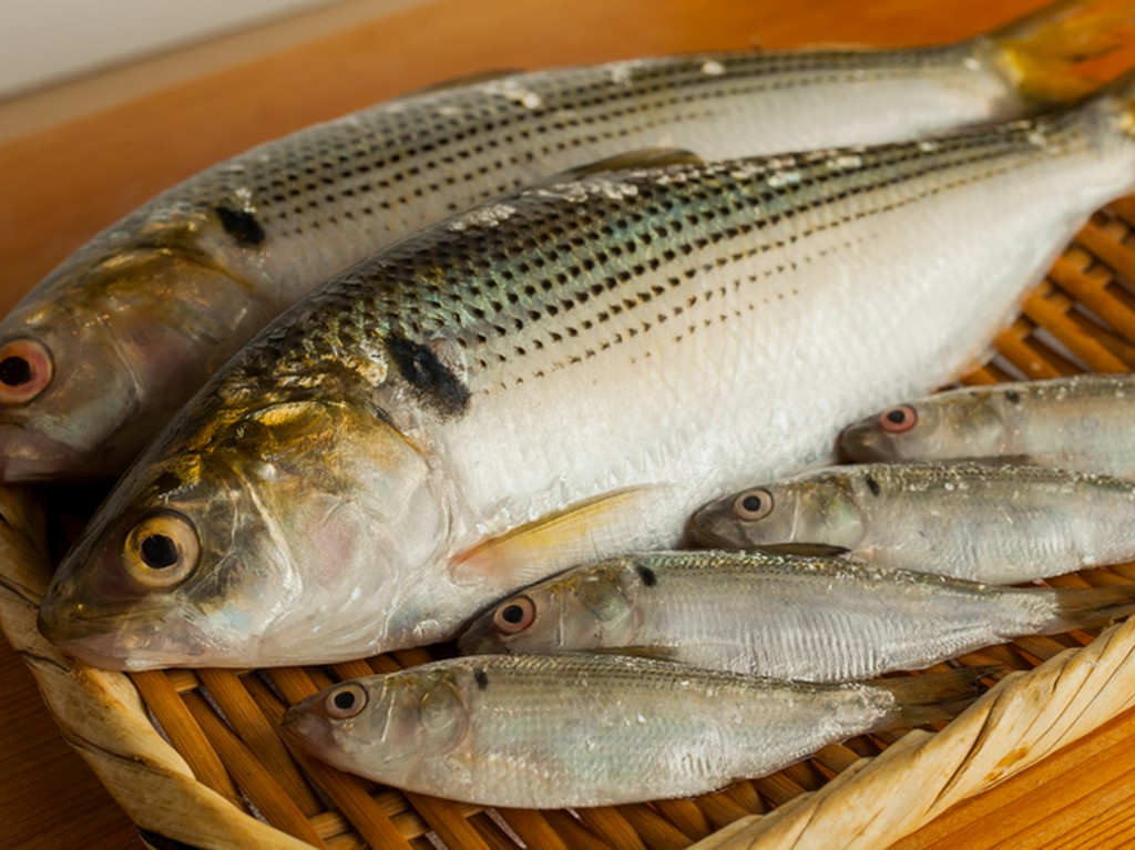天草に始まり愛知、江戸前のシンコが登場