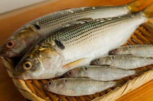 天草に始まり愛知、江戸前のシンコが登場