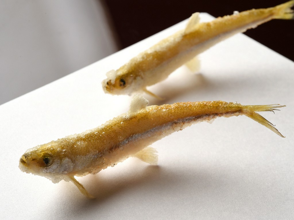 天ぷらというより魚そのものが泳いでいるような『ワカサギ』