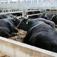 料理人「宮西　良和」が長年の経験を活かした目利きであなたに最高の状態の能登牛をお出しします。
いかに良いお肉かは他の写真を見て分かる通りです。