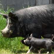 上質な環境で育てられた宮崎県産黒豚「霧島黒豚」
