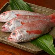 高級魚として知られている「のどぐろ」は、秋からが旬。上質な脂がのっている身は、適度な弾力があります。煮ても良し焼いても良し、調理法を選びません。骨離れの良いふっくらとした身を味わいます。