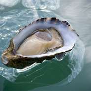 世界一きれいな海タスマニアの牡蠣は小ぶりながら旨みたっぷり！