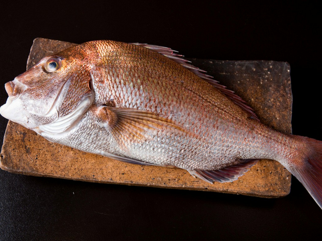 故郷・徳島の鳴門鯛にこだわり、毎日現地から直送