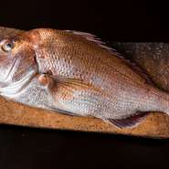 『鯛の淡々』をはじめ、お造りなどにも使われる鯛は、故郷である徳島の鳴門鯛を店へと直送しています。鮮度の良さも重要ですが、火入れや包丁の入れ方など、ひとつひとつの仕事で素材の持ち味を引き出していきます。