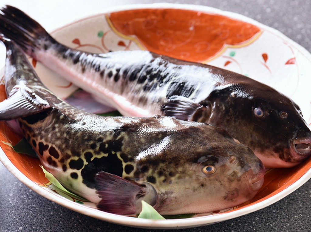 知る人ぞ知る噴火湾産の天然トラフグをコースで