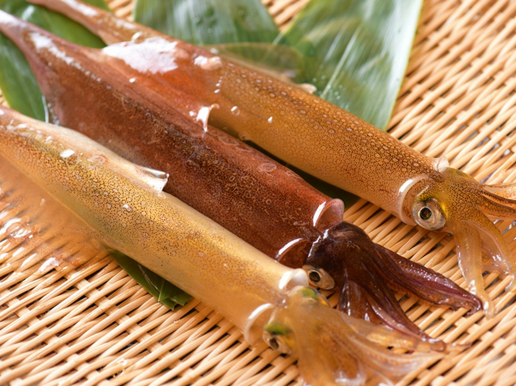 特徴の異なるヤリイカと真イカが季節替わりで味わえる