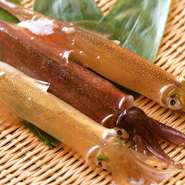 特徴の異なるヤリイカと真イカが季節替わりで味わえる