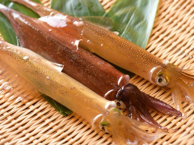 特徴の異なるヤリイカと真イカが季節替わりで味わえる