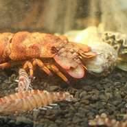 肉料理がメインの【にく久】ですが、店内には生け簀もあります。その中には大きな「セミエビ」が。「伊勢エビよりもおいしい」といわれる沖縄県産の「セミエビ」は、観光客にも人気のメニューです。