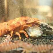 沖縄県産セミエビのほか、牡蠣やシャコ貝、ブランド干物など、海の幸が豊富に揃います。