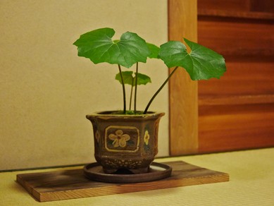 四季折々の料理に合わせて、全国の地酒から選りすぐりをセレクト