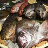 季節により色々なお魚を用意しております