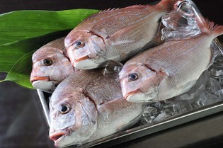 独自のパイプラインで取り入れる旬の魚介や新鮮野菜