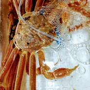 産地直送の生きている蟹を使ってます。