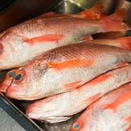 旬の魚介など自然に与えられたおいしさは、いかにその魅力を引き出すかがテーマ。たとえば脂ののった「ノドグロ」は網焼きにして、シンプルなソースを合わせます。