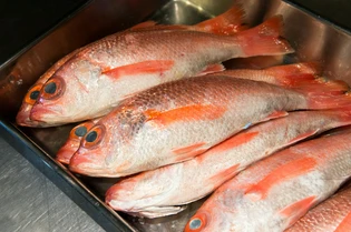 一本釣りの「ノドグロ」は、シンプルに旨さを引き出す