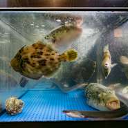 目の前で活魚をさばくライブ感が魅力のカウンター席　