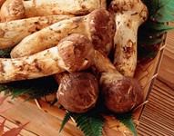 秋の味覚松茸。
当店では季節限定コースでのご提供となりますが、天麩羅、土瓶蒸し、吸い物などにて、松茸をお出ししております。感染症対策も行いながら営業しておりますので、旬の味覚を下元にてお楽しみ下さい