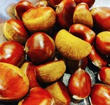 当店では季節限定コースでのご提供となりますが、天麩羅、丹波蒸しなどにて、栗をお出ししております。感染症対策も行いながら営業しておりますので、旬の味覚を下元にてお楽しみ下さい